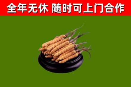 麻城市烟酒回收冬虫夏草.jpg